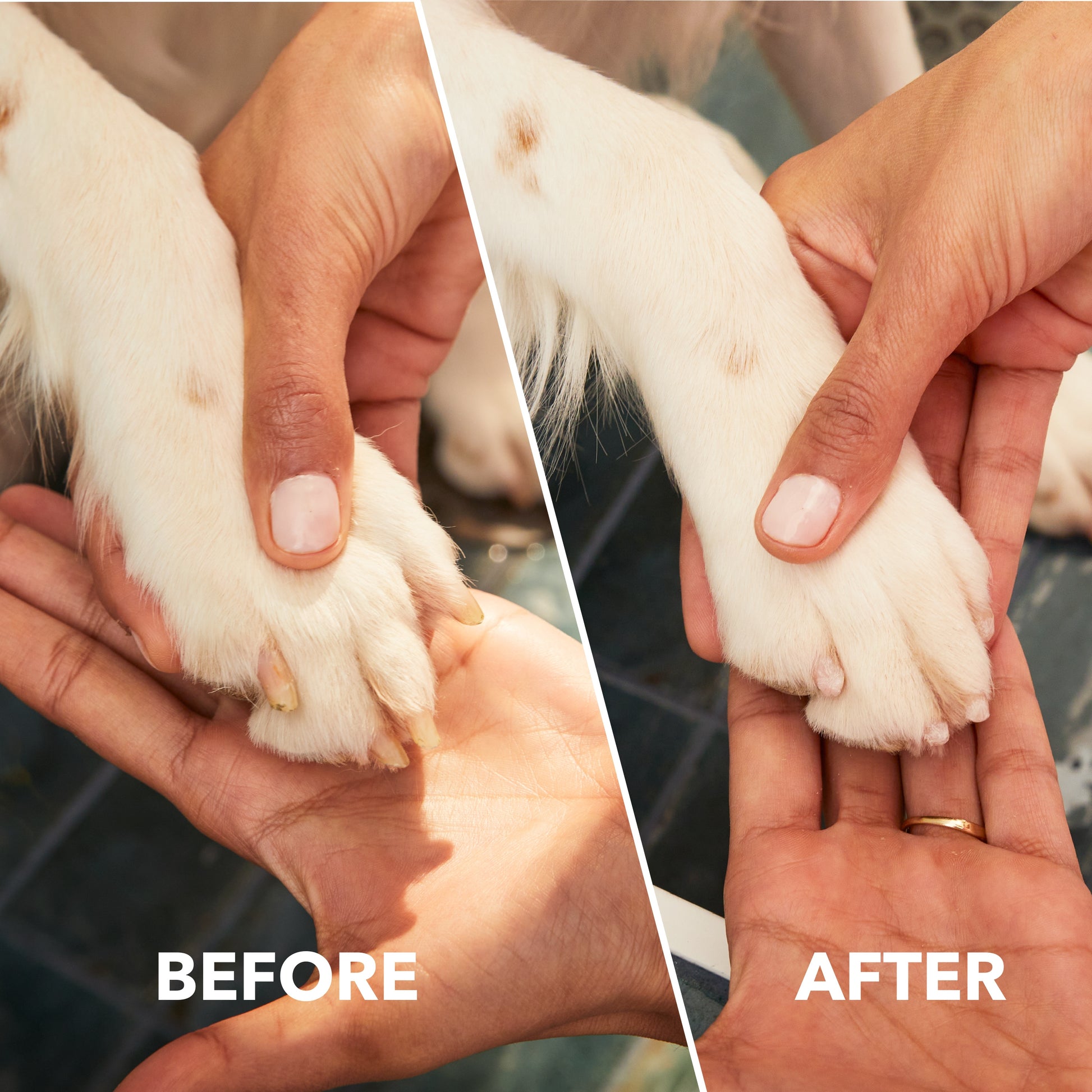 Dremel 4 Volt Cordless Pet Nail Grooming Kit 7760-PGK